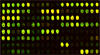 micromicroarray.jpg
