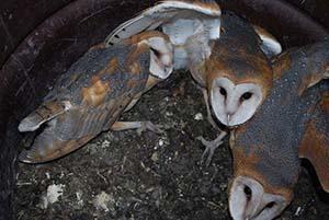 barn_owls2.jpg