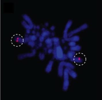 Emu Karyotype