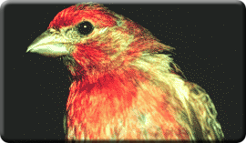 Finch