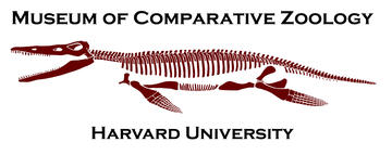 Kronosaurus