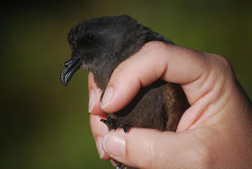 Storm Petrel
