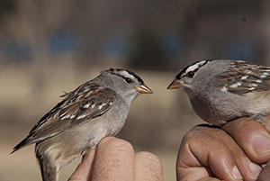 wcsp_texas_2016_small2.jpg