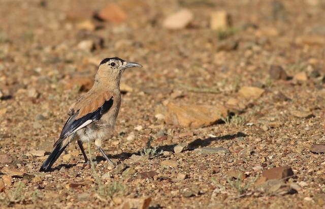 Hendersons_ground_jay