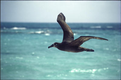 Seabird Bycatch