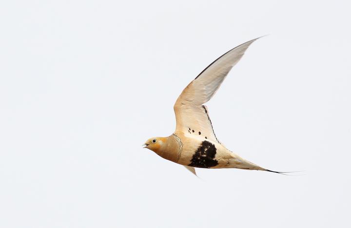 Pallas_sand_grouse