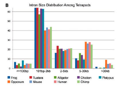 intron_sizes-2009.jpg