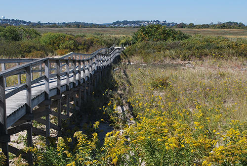 Plum Island Birding_2398