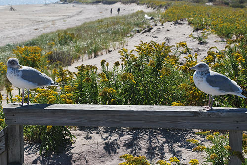 Plum Island Birding_2399
