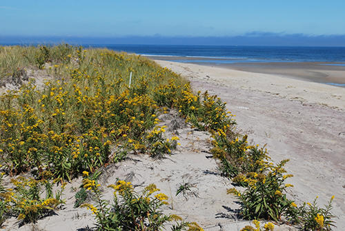 Plum Island Birding_2408